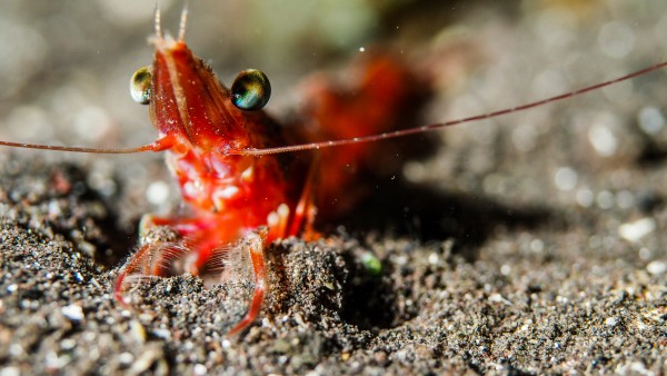Shrimp by Michael Brown